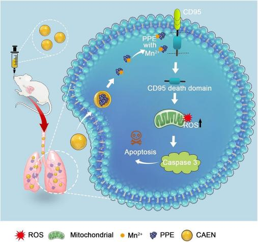 Literature Express | Yuyan's pulmonary atomization device (IF=15.1) helps elastase nanocomplex eliminate lung cancer cells