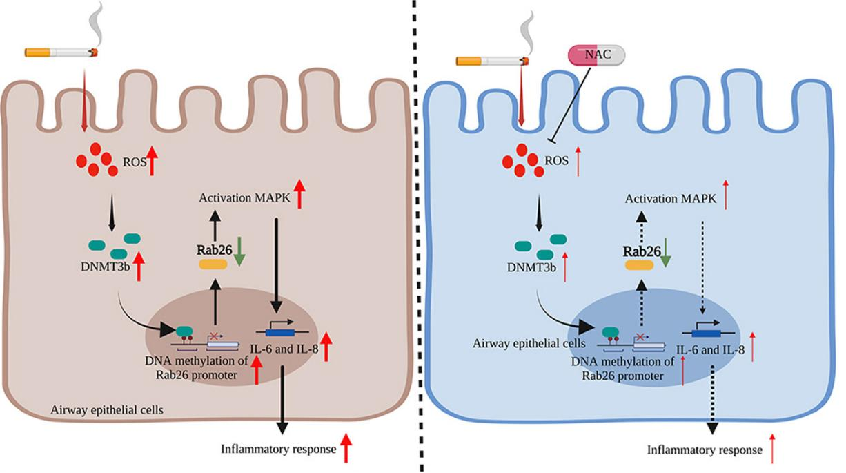 Yuyan Cigarette Exposure System | Automatic, flexible, and safe establishment of cigarette exposure mouse models &ndash; facilitating pathological research on COPD