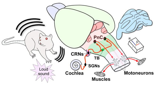 Ugo Basile's startle reflex system | An important experimental tool for studying the mechanisms of mental illness, antipsychotic drugs, and sensorimotor gating function