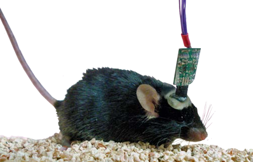 Pinnacle | A one-stop epilepsy monitoring and analysis system for small animals, enabling high-throughput screening models for anti-epileptic drugs to achieve new results