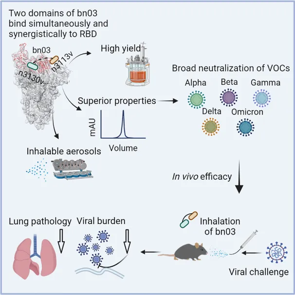 Cell | Small Animal Lung Aerosol Drug Delivery Shines Brightly: A Bispecific Single-Domain Antibody That Can Be Inhaled and Broadly Neutralizes SARS-CoV-2