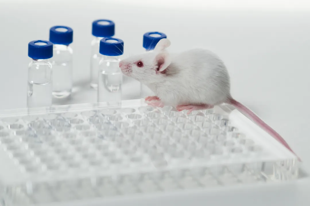 Exploring Cardiovascular and Cerebrovascular Disease Research: An Overview of Animal Model Construction and Precision Monitoring Technologies