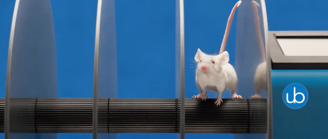 Ugo Basile Fatigue Rotarod: A Good Helper and Gold Standard for Testing Motor Coordination Function in Rats and Mice