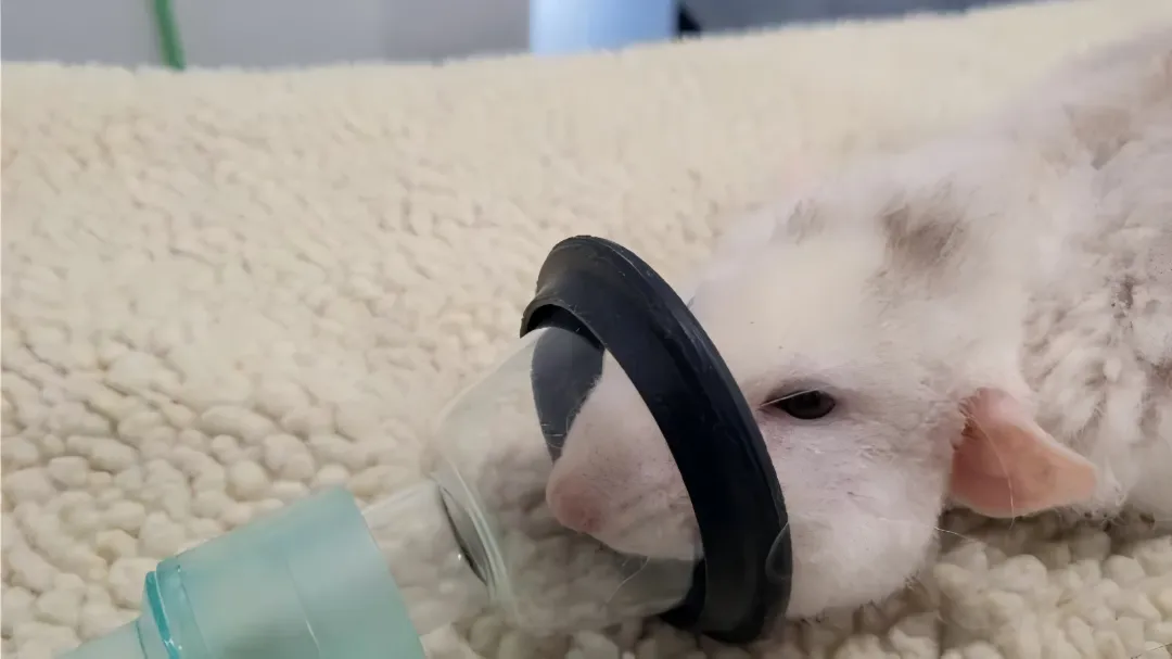Creating a new scientific research experience: Yuyan gas anesthesia machine - a precise anesthesia tool for small animal experiments
