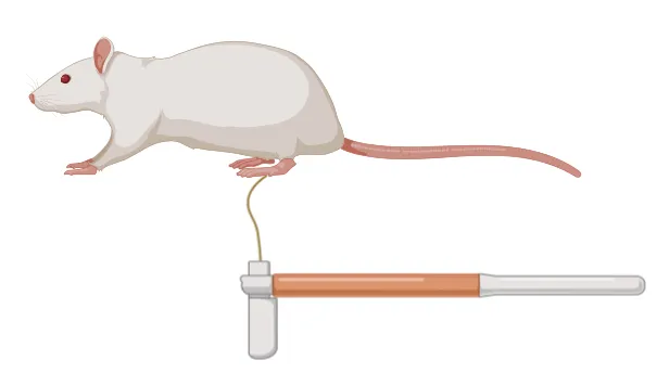 A guide to the 50% withdrawal threshold for mice and rats: Accurate assessment of pain quantification