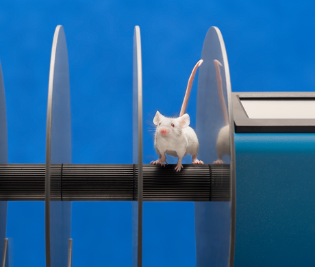 Ugo Basile Mechanical Allodynia: A One-Stop Solution for Preclinical Mechanical Allodynia Research