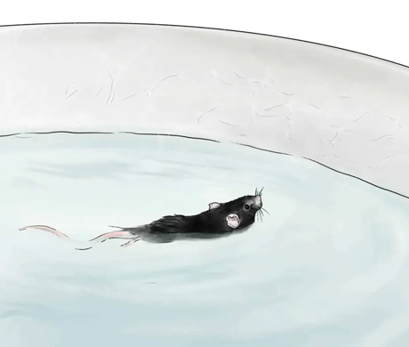 Experimental Tips | Uncovering the Secrets of Memory: A Complete Analysis of the Morris Water Maze Experiment