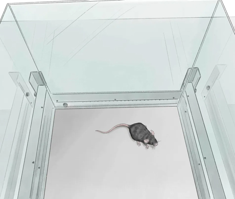 Experimental Tips | A Powerful Tool for Neuroscience Research: Open Field Experiment Operation Guide and Data Interpretation