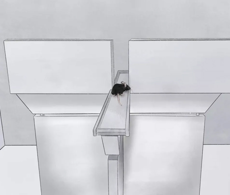 Experimental Tips | A Powerful Tool for Assessing Anxiety Behavior in Small Animals: Interpretation of the Elevated Plus Maze Experiment