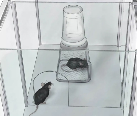 Experimental Tips | Three-Box Social Experiment: Decoding the Mouse's "Social Code"